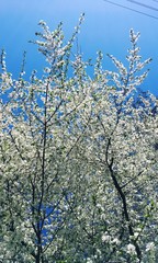 Spring cherry blossom and sky