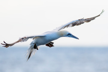 A northern gannet (Morus bassanus) flying over the Mediterranean sea, catching fish.