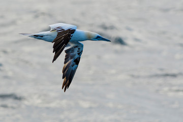 A northern gannet (Morus bassanus) flying over the Mediterranean sea, catching fish.