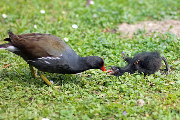moorhen feeding his child on meadow