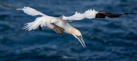 A northern gannet (Morus bassanus) flying over the Mediterranean sea, catching fish.