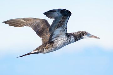 A northern gannet (Morus bassanus) flying over the Mediterranean sea, catching fish.