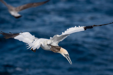 A northern gannet (Morus bassanus) flying over the Mediterranean sea, catching fish.