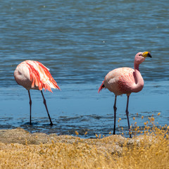 Pink flamingos at Canapa Lagoon, in Bolivia