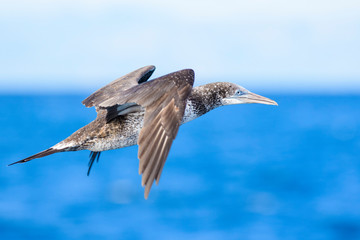 A northern gannet (Morus bassanus) flying over the Mediterranean sea, catching fish.