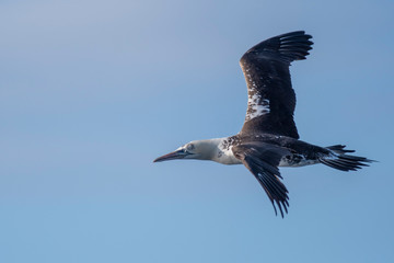 A northern gannet (Morus bassanus) flying over the Mediterranean sea, catching fish.