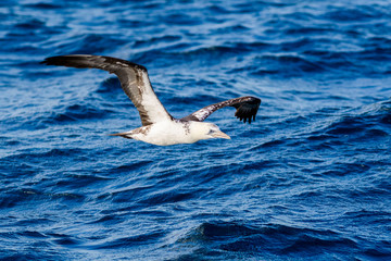 A northern gannet (Morus bassanus) flying over the Mediterranean sea, catching fish.