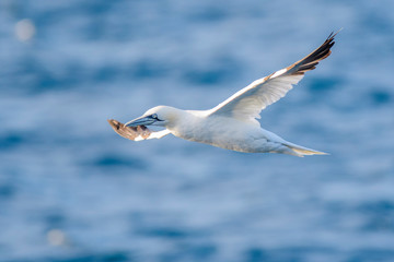 A northern gannet (Morus bassanus) flying over the Mediterranean sea, catching fish.