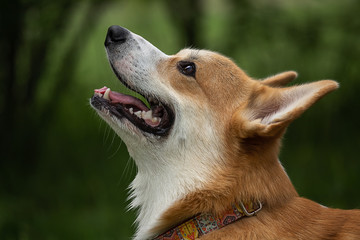 Portrait of a happy corgi 