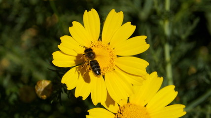 Abeja recolectando polen sobre una margarita amarilla.