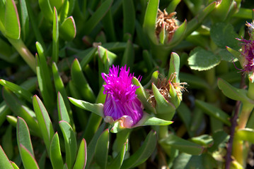 traditional flowers of Greece. from the island of Skopelos. simple and humble, by nature. organic without fertilizer and spraying