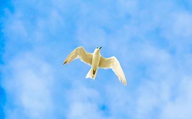 Beautiful Birds flying in the sky in middel of sea  of dwakra gujarat
