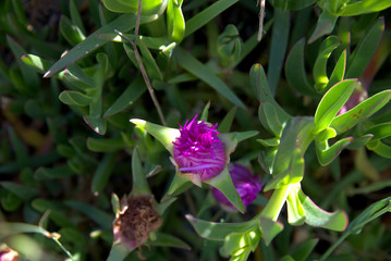 traditional flowers of Greece. from the island of Skopelos. simple and humble, by nature. organic without fertilizer and spraying