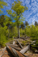 Stolowe Mountains National Park in Kudowa-Zdroj, Poland. A popular destination for trips in Poland.