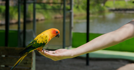 Feed parrot in tourist farm