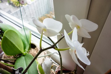 Indoor moth orchid plant with white flowers by the window