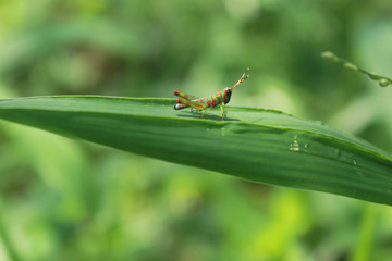 grasshopper on a leaf