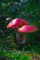 One of the poisonous Mushrooms found in a Frankfurt's Forest.