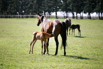 Photo of beautiful mare and foal on rural animal farm spring time