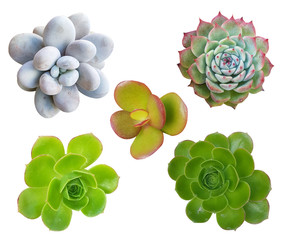 Different succulent plants isolated on white background.