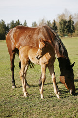 Obraz na płótnie Canvas Photo of beautiful mare and foal on rural animal farm spring time