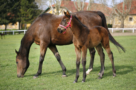 Photo of beautiful mare and foal on rural animal farm spring time