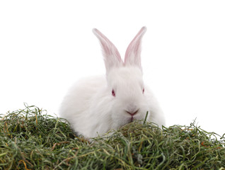 White rabbit on hay.