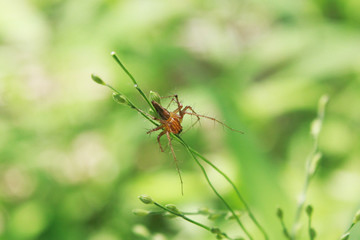 Spider on a leaf 