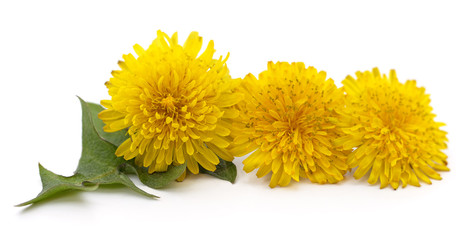 Dandelion with leaves.