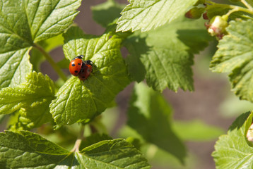 
Two ladybugs mate on the green leaves of blackcurrant in the spring in the garden. Close-up.