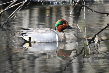 Closeup of a Eurasian Teal swimming in a marsh with reflection