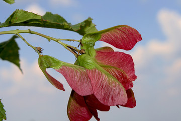 red hibiscus flower against blue sky