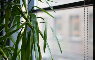 Windowsill with green plant tree in office interior