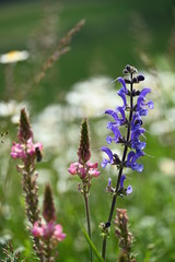 Einheimische Pflanzenwelt in Deutschland und Europa