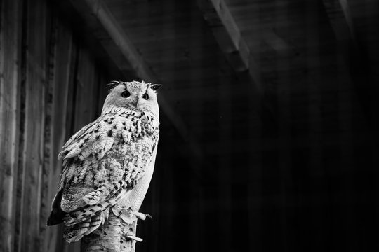 Black and white photo of an owl