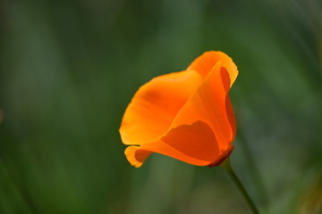 Fototapeta premium Einheimische Pflanzenwelt in Deutschland und Europa