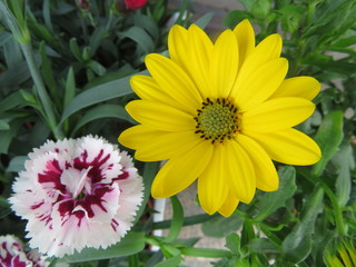 Beautiful flowers of intense colors and of great beauty