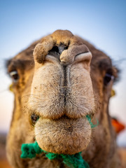 Portrait of a camel in Erg Chebbi