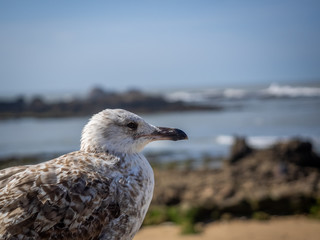Young Swallow sitting near the ocean