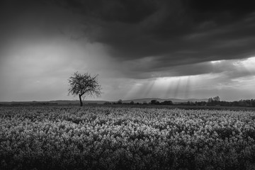 isolated tree surrounded by rape field under stormy sky - obrazy, fototapety, plakaty