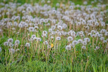 Closeup shot of a beautiful ripe dandelions growing in the field