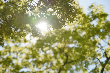 나무사이로 보이는 봄의 따뜻한 햇살