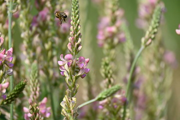 Einheimische Pflanzenwelt aus Deutschland und Europa