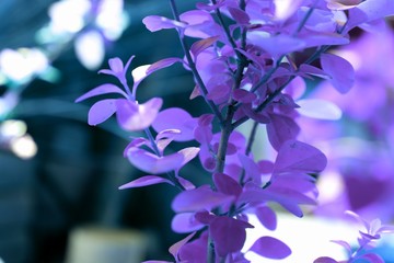 Beautiful bluish flowers background