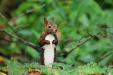 Cute squirrel In Hokkaido,Japan