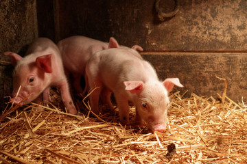 Little pigs looking for food