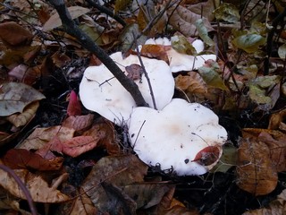 Late autumn and winter mushrooms ryadovka blue legs grows in the dry grass wet woods
