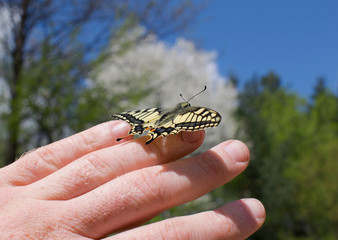 
yellow butterfly sits on a hand