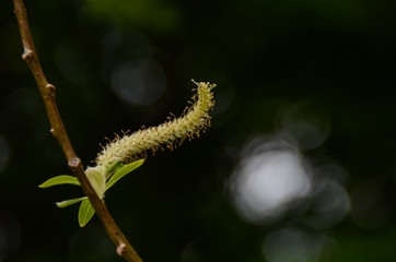 Catkin resembling caterpillar