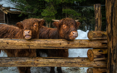 Highland Scottish Cow in a Cattle Corral	